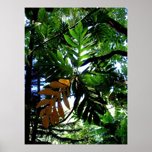 Brotfruchtbaum Poster (Vorne)