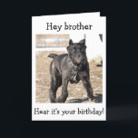 BROTHER-ITALIAN CANE CORSO-"HAPPY BIRTHDAY TO YOU KARTE<br><div class="desc">THIS ITALIAN CANE CORSO IS SO READY TO SAY "HAPPY BIRTHDAY TO YOUR BROTHER!"</div>