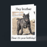 BROTHER-ITALIAN CANE CORSO-"HAPPY BIRTHDAY TO YOU KARTE<br><div class="desc">THIS ITALIAN CANE CORSO IS SO READY TO SAY "HAPPY BIRTHDAY TO YOUR BROTHER!"</div>