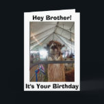 *BROTHER* LLAMA SPASS AM GEBURTSTAG KARTE<br><div class="desc">ZU MEINEM BRUDER,  SAGT DIESE SPRECHENDE LLAMA = LASS MIR AUS,  UM WIR "FEIERN" KÖNNEN</div>