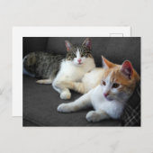 Brother & Sister Kitties Postkarte (Vorne/Hinten)
