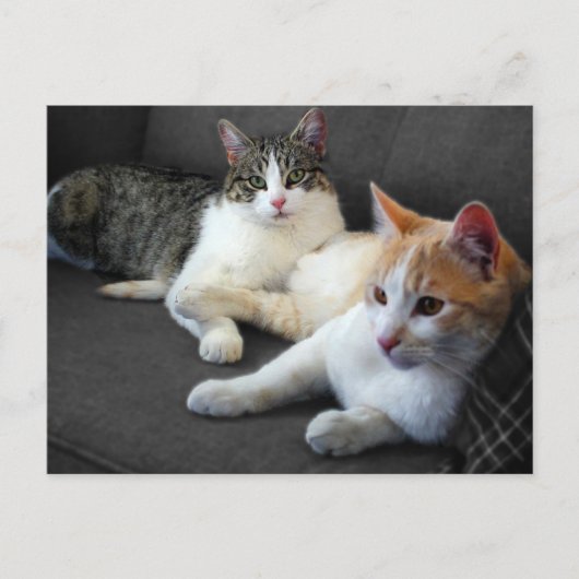 Brother & Sister Kitties Postkarte (Vorderseite)
