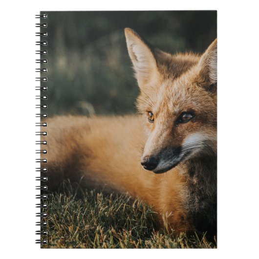 BROWER FOX AUF DEM BODEN NOTIZBLOCK (Vorderseite)