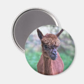 Brown Alpaca Magnet (Vorderseite/Rückseite)