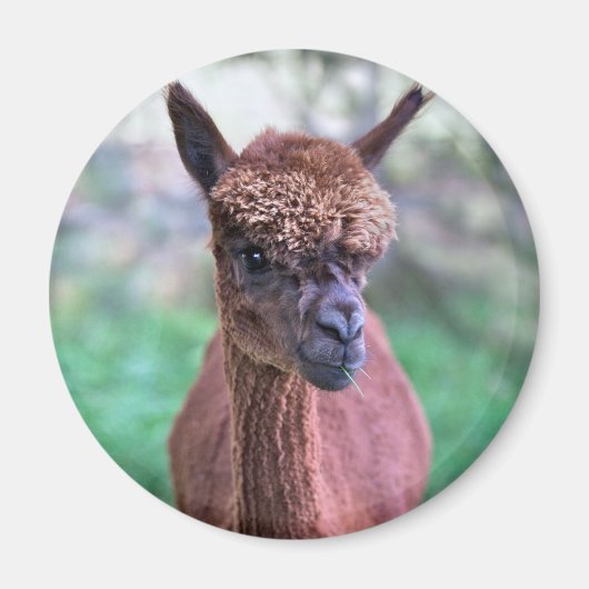 Brown Alpaca Magnet (Vorne)
