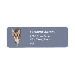 Brown-Amerikaner Shorthair Miezekatze