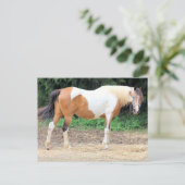 Brown and White Horse With A Light Blue Bridle Postkarte (Stehend Vorderseite)