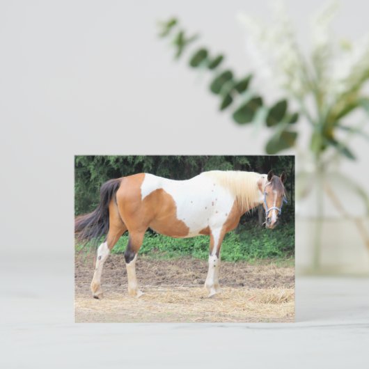 Brown and White Horse With A Light Blue Bridle Postkarte (Stehend Vorderseite)
