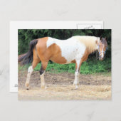 Brown and White Horse With A Light Blue Bridle Postkarte (Vorne/Hinten)