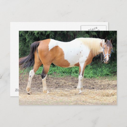 Brown and White Horse With A Light Blue Bridle Postkarte (Vorne/Hinten)