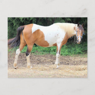 Brown and White Horse With A Light Blue Bridle Postkarte