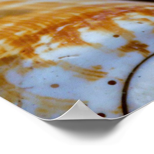 Brown and White Seashell Poster (Ecke)