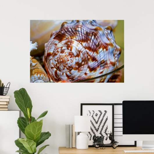 Brown and White Seashell Poster (Heimbüro)