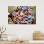 Brown and White Seashell Poster (Küche)