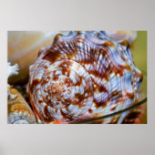 Brown and White Seashell Poster (Vorne)