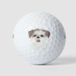 Brown and White Shih Tzu Golfball