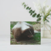 Brown and White Skunk Postcard Postkarte (Stehend Vorderseite)