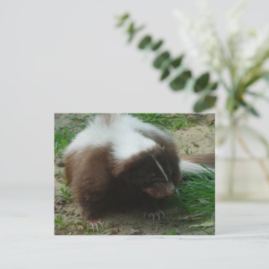 Brown and White Skunk Postcard Postkarte (Stehend Vorderseite)