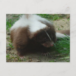 Brown and White Skunk Postcard Postkarte