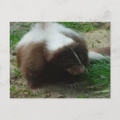 Brown and White Skunk Postcard Postkarte (Vorderseite)