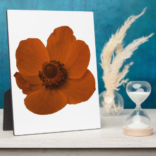 Brown Anemone Plaque Fotoplatte