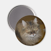 Brown Angora Cat Magnet (Vorderseite/Rückseite)