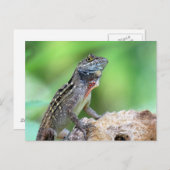 Brown Anole Lizard Postcard Postkarte (Vorne/Hinten)