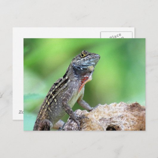 Brown Anole Lizard Postcard Postkarte (Vorne/Hinten)