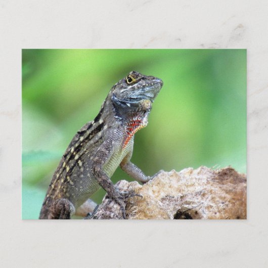 Brown Anole Lizard Postcard Postkarte (Vorderseite)