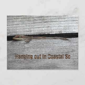 Brown Anole Postcard Postkarte