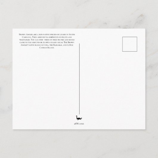 Brown Anole Postcard Postkarte (Rückseite)