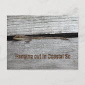Brown Anole Postcard Postkarte (Vorderseite)