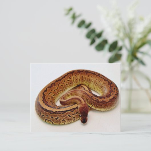Brown Ball Python Postkarte (Stehend Vorderseite)