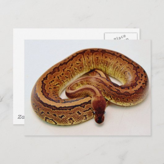 Brown Ball Python Postkarte (Vorne/Hinten)