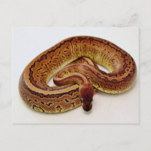 Brown Ball Python Postkarte