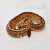 Brown Ball Python Postkarte (Vorderseite)