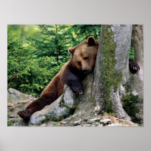 Brown-Bärn-Erholungs-STOPP DRUCK Poster