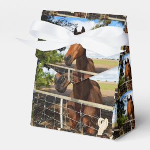 Brown Bay Horse, Geschenkbox Geschenkschachtel
