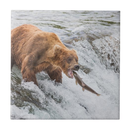 Brown Bear Catches Red Salmon Fliese (Vorderseite)