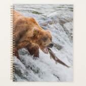 Brown Bear Catches Red Salmon Planer (Vorderseite)