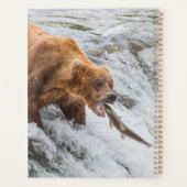 Brown Bear Catches Red Salmon Planer (Rückseite)