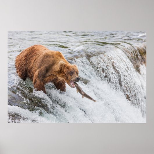 Brown Bear Catches Red Salmon Poster (Vorne)