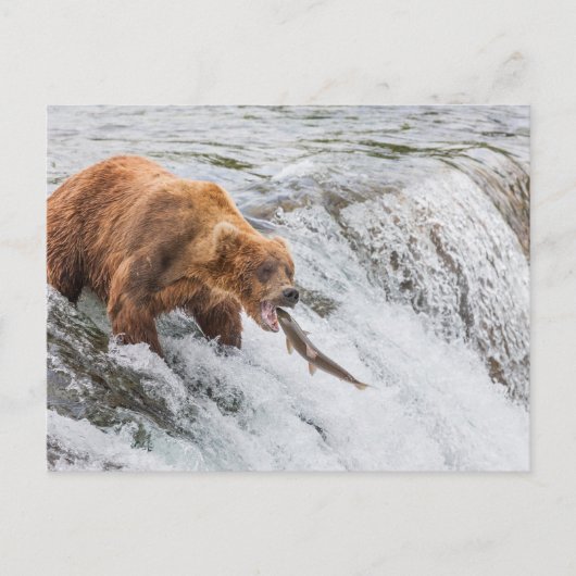 Brown Bear Catches Red Salmon Postkarte (Vorderseite)