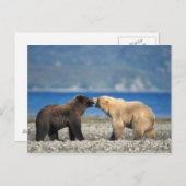 Brown bear, grizzly bear, play on the beach, postkarte (Vorne/Hinten)