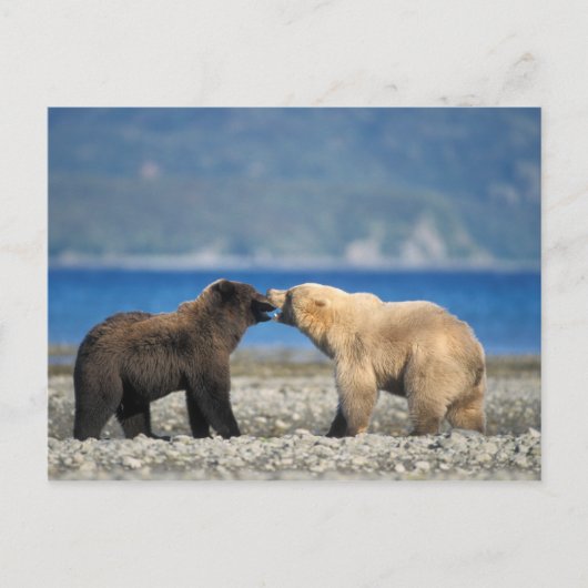 Brown bear, grizzly bear, play on the beach, postkarte (Vorderseite)