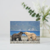 Brown bear, grizzly bear, play on the beach, postkarte (Stehend Vorderseite)