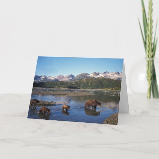 Brown bear, grizzly bear, sow and cubs in karte (Vorderseite)