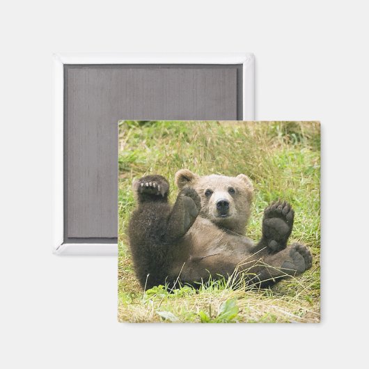 Brown_Bear_Kodiak_Lovers Geschenke Magnet (Vorderseite/Rückseite)