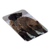 Brown Bear | Lake Clark National Park Magnet (Rechte Seite)
