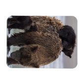 Brown Bear | Lake Clark National Park Magnet (Horizontal)